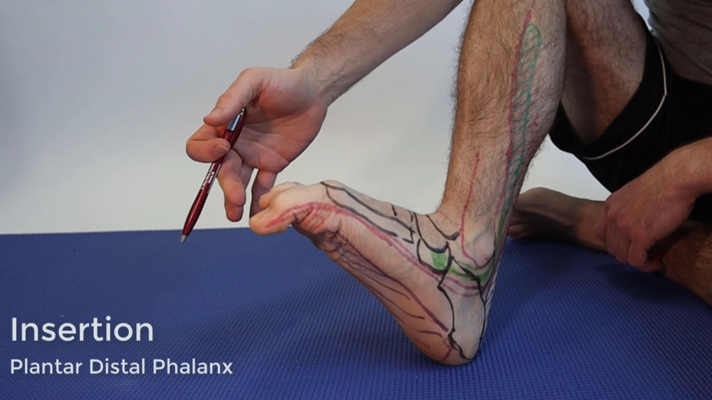 Flexor Hallucis Longus Pain Fhl Tendonitis Causes Best Treatment