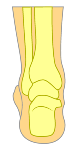 Back of the ankle bone structure