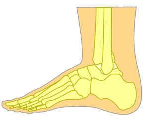 Top of the foot pain lateral view